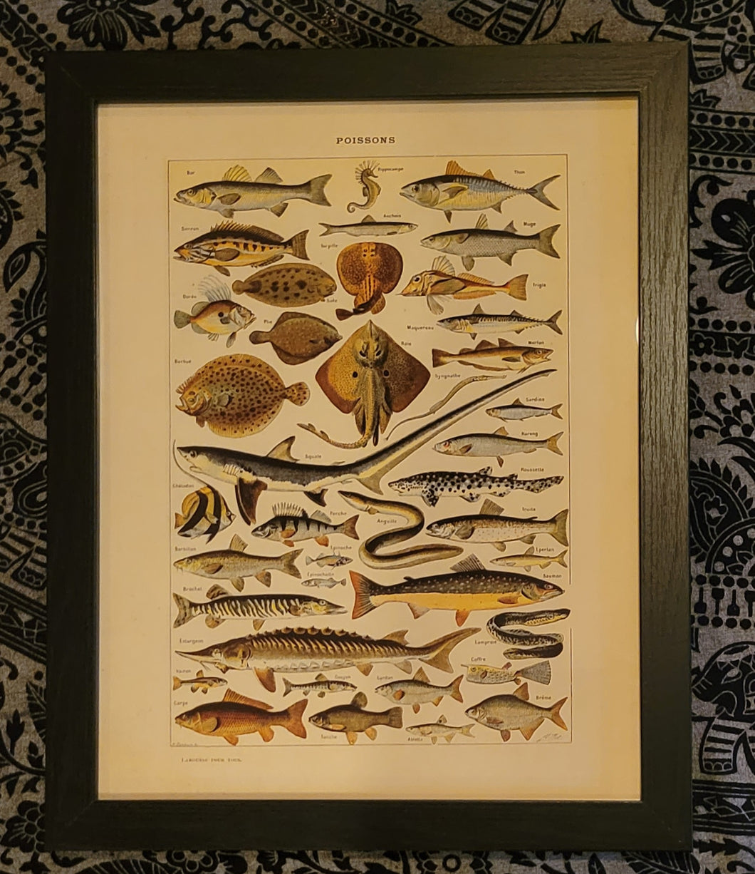 framed fish print