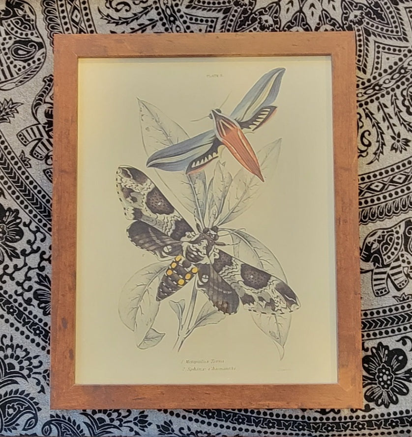 vintage sphinx moth print