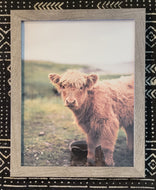 framed baby cow print
